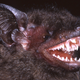 Illustration for article titled This Newly-Discovered Bat Has Fangs That Will Haunt Your Dreams